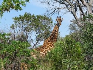 Thabazimbi South Africa Hotels