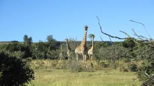 Grahamstown South Africa Hotels