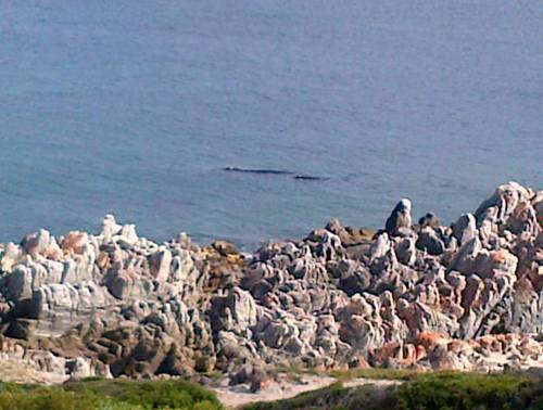 Gansbaai South Africa Hotel